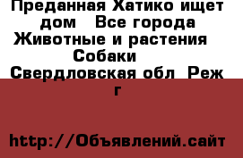 Преданная Хатико ищет дом - Все города Животные и растения » Собаки   . Свердловская обл.,Реж г.